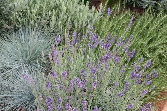 Lavender in herb Garden